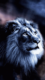 Gif animé lion bleu